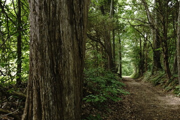Scenic Nature Landscape in Southern Illinois – Forest, Trails, and Wildlife in Shawnee National Forest

