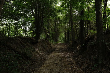 Obraz premium Scenic Nature Landscape in Southern Illinois – Forest, Trails, and Wildlife in Shawnee National Forest