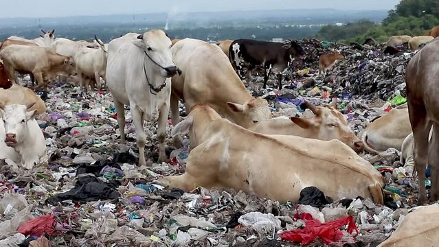 waste collection activities and The cows in the municipal garbage shelter at piyungan landfill, Yogyakarta Indonesia