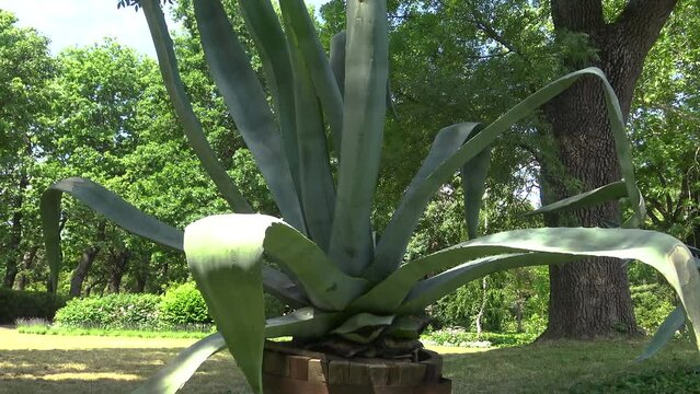 Agave tequilana, in the botanical garden.