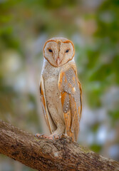 Barn owl on a tree