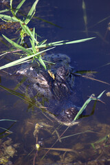 Caiman Alligator in Pantanal Marsh of Brazil