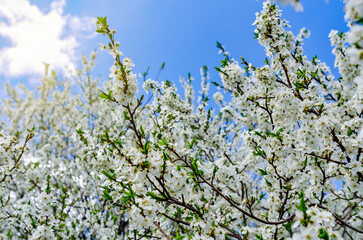 White cherry blossoms on spring trees. Spring flowering of trees