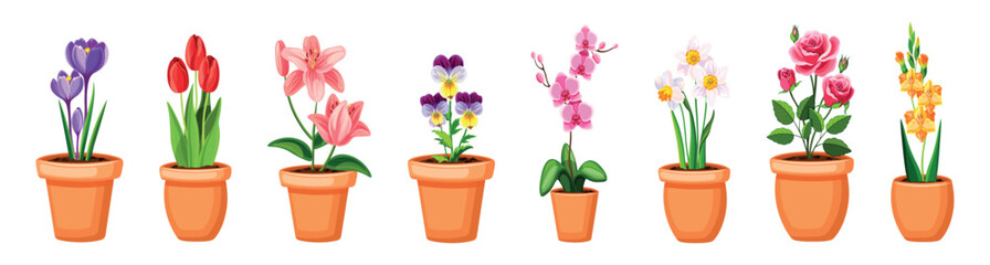 Set of beautiful pots with flowers. Vector illustration of colored pots with various flowers: crocuses, tulips, lilies, violets, orchids, daffodils, roses, gladiolus isolated on a white background. - obrazy, fototapety, plakaty