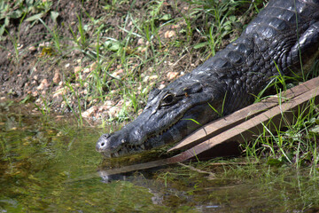 Caiman Alligator in Pantanal Marsh of Brazil