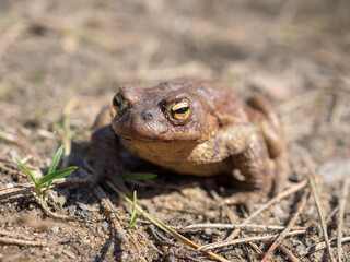 frog portrait close up