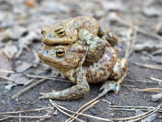 portrait of two frogs