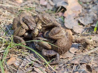 few frogs in the forest