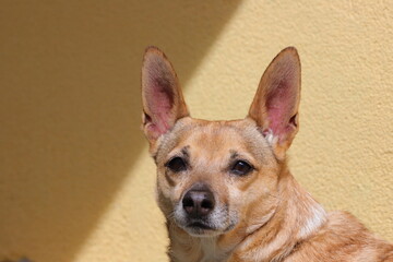 SGUARDO DI CANE METICCIO, MIXED DOG LOOK