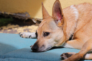 SGUARDO DI CANE METICCIO, MIXED DOG LOOK