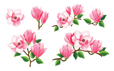 Set of beautiful pink magnolias in cartoon style. Vector illustration of spring and summer flowers in large and small sizes with closed and open buds with green leaves on a white background.