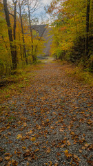 Obraz premium autumn in the woods