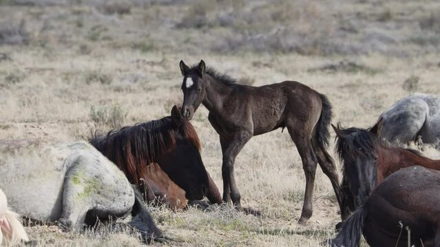 Baby wild horse walking through herd in the Utah west desert from the South group of the Onaqui mountain horses.
