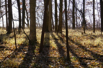 forest in autumn