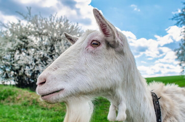 White domestic goat. Head close-up