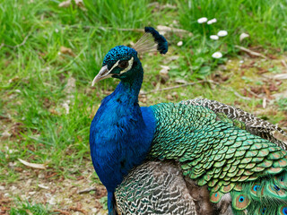 Portrait d'un paon