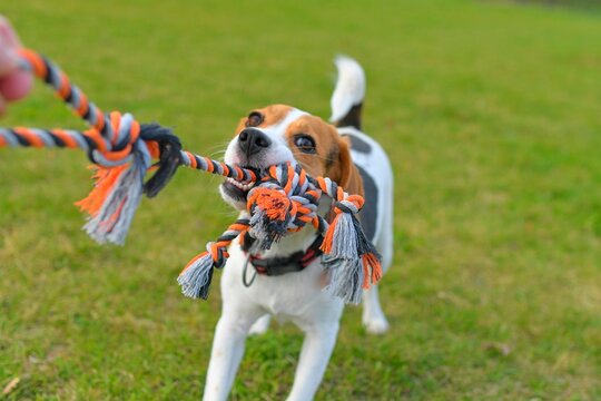 A beagle dog pulls a rope and plays tug-of-war with his master. A dog plays tug of war with a rope. Playful dog with toy. Tug of war between master and beagle dog. - Powered by Adobe
