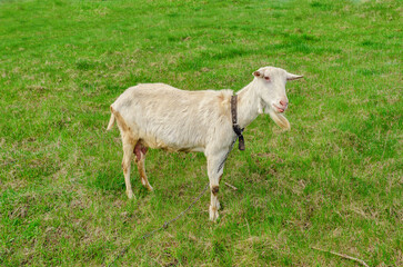 White goat on green pasture grass in village