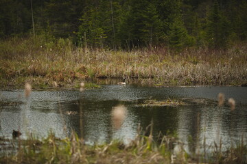 A Canadian Goose at Frink Conservation Area in Ontario, Canada. Nature and wildlife in North America.