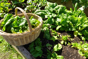 Cultivo de espinacas en el huerto urbano familiar ecológico listo para cosechar. Cultivo en bancales elevados