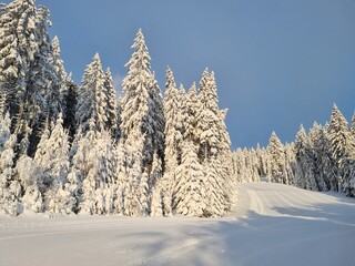 frosty cold winter landscape with trees and hills