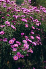 Fototapeta premium Beautiful flowers in the garden. Aster petals close up. Bright romantic floral background. Purple flowers on a green nature background.