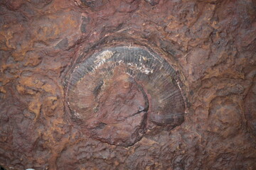 Fossil of ammonite Lytoceras eudesianum
