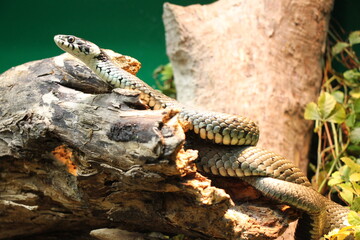 European grass snake or ringed snake