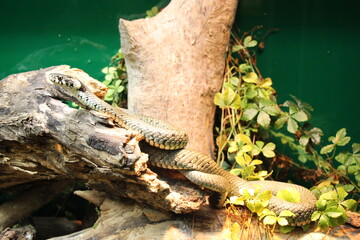 European grass snake or ringed snake