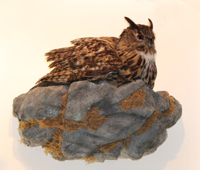 Eurasian eagle-owl (Bubo bubo), single bird of prey, isolated
