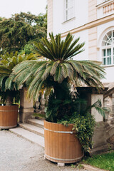 Cycas revoluta, also known as king sago palm, in wooden flower pot. castle garden terrace