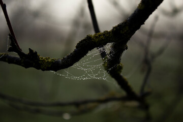 Drop of condensation on the spider-web - macro shot
