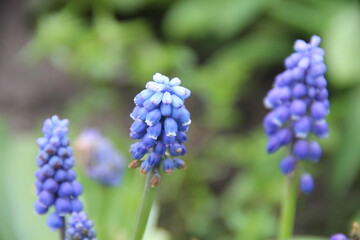 blue-violet flower