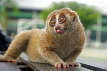 portrait of cute slow loris on the park