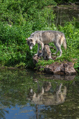 Grey Wolf Pup (Canis lupus) Stands Under Adult at Edge of Island Summer
