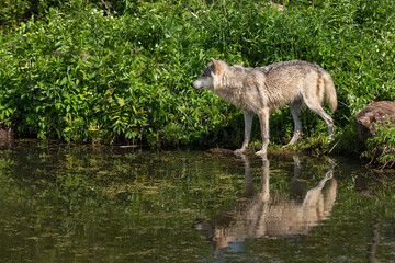 Grey Wolf Adult (Canis lupus) Stands Looking Left on Shoreline Reflected Summer