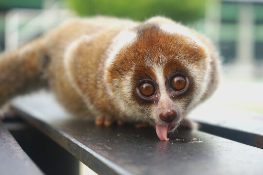 portrait of cute slow loris on the park