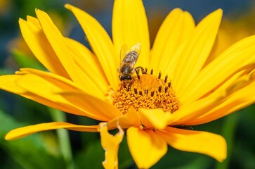 Flower and bee. Summer pollination.