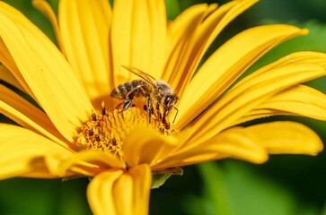 Flower and bee. Summer pollination.