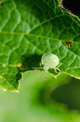 Green bug on leaves in the garden.