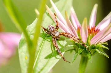 Spider on a flower on a sunny day.