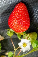 Red ripe strawberries in the garden.