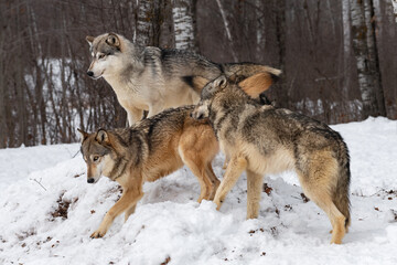Three Grey Wolves (Canis lupus) on Snow Mound Winter