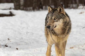 Grey Wolf (Canis lupus) Stands Alone Looking Left Winter