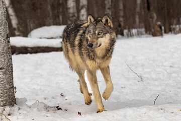 Grey Wolf (Canis lupus) Trots Forward Looking Left Winter