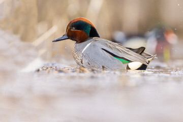 Male green-winged teal (Anas carolinensis) in spring