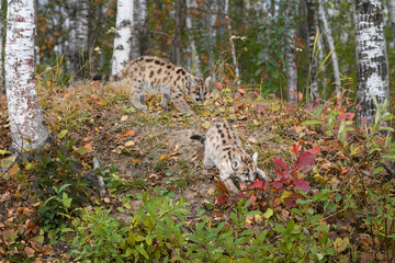 Cougar Kitten (Puma concolor) Pounces Down Embankment Second Watches Autumn