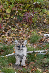 Cougar Kitten (Puma concolor) Stands Looking Out at Base of Embankment Autumn