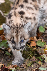 Cougar Kitten (Puma concolor) Steps Forward Looking Out Close Up Autumn