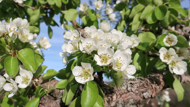 &Aacute;rbol florecido